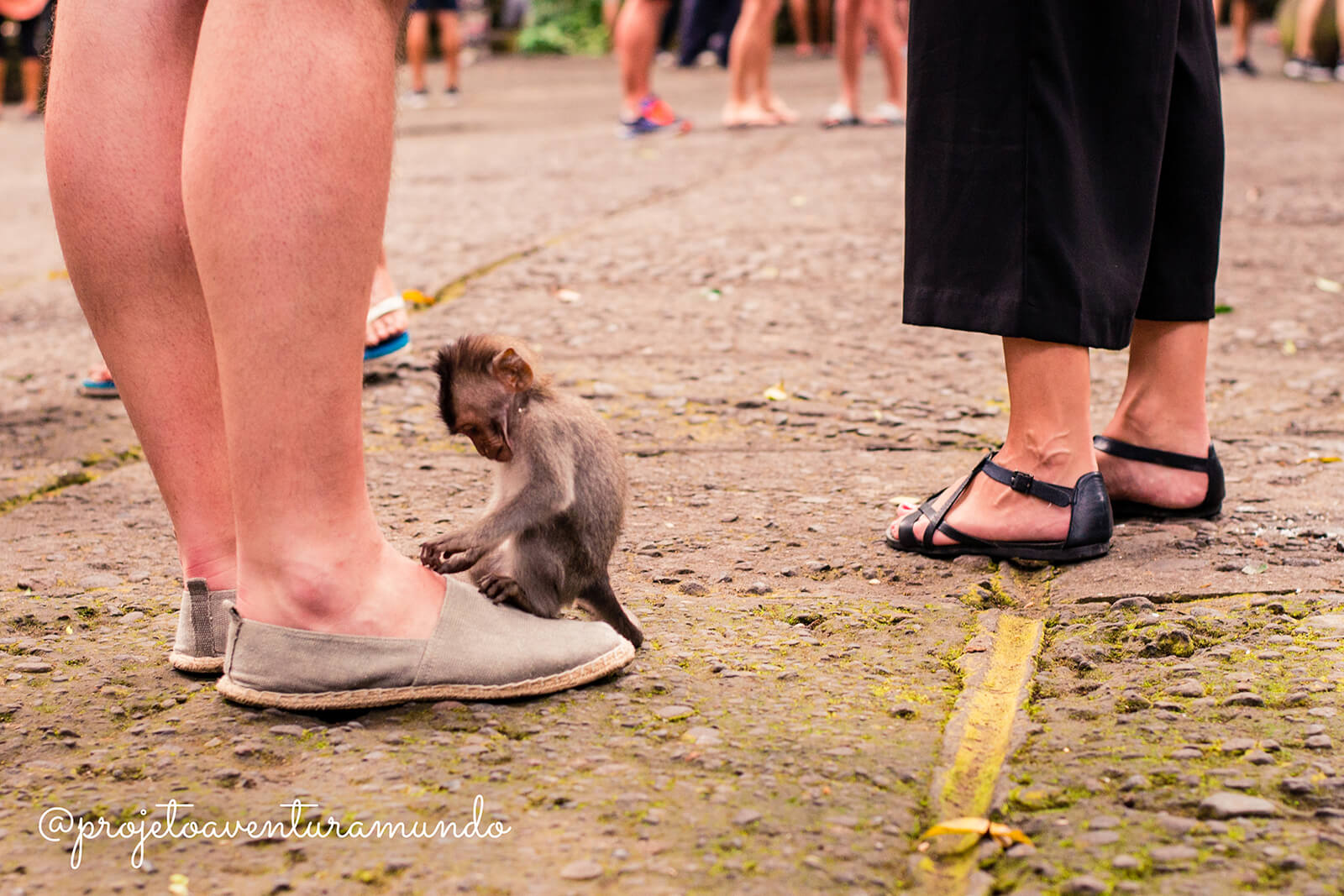 Filhote de macaco descobrindo o mundo na Monkey Forest - Ubud - Indonesia