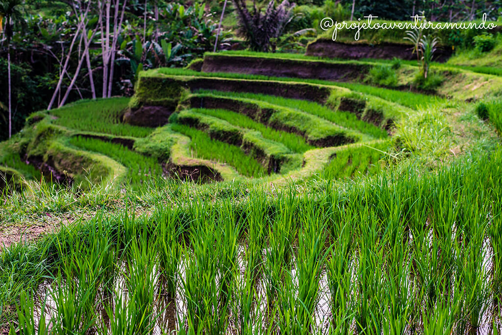 campo terraço de arros em Bali Ubud Indonésia