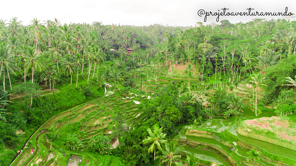 Plantações e terraço de arroz em Bali Ubud vistas do alto